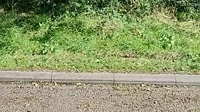 Naughty Housewife Stops Car for Quick Public Masturbation in Layby