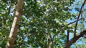 Brunette neighbor walks barefoot on beach showing upskirt in forest pov